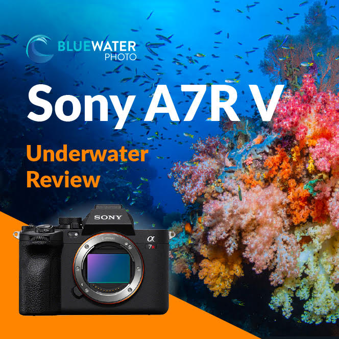 Sony A7R V Review - Underwater Photography Guide